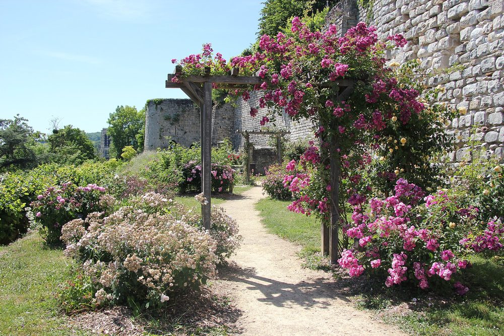 La roseraie au pied des remparts du château