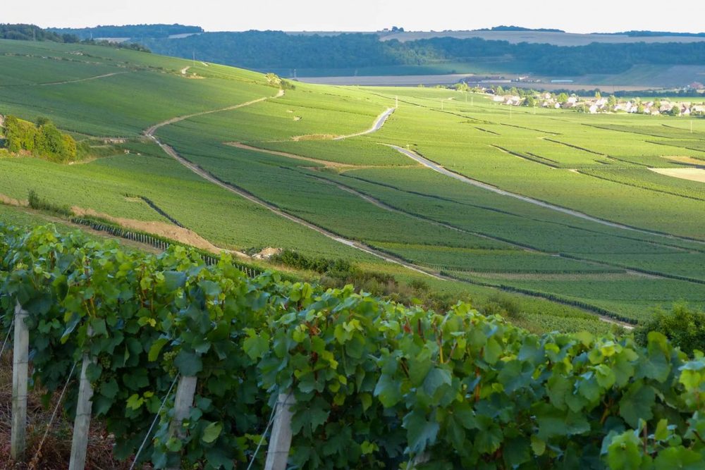 Les coteaux du vignoble de Champagne